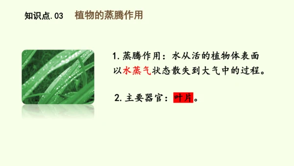 3.2.1水的利用与散失-七年级生物下学期同步精品课件（2024人教版）(共32张PPT)