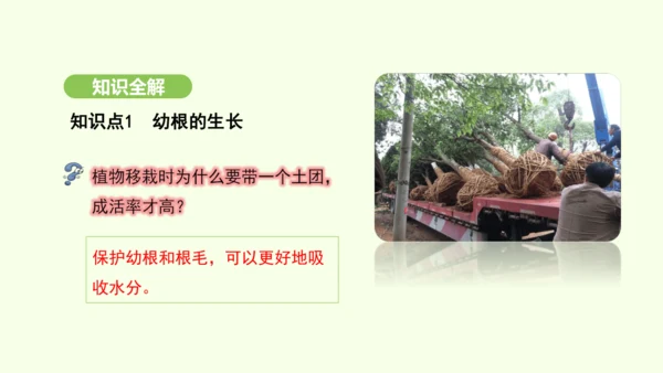 第三单元-第一章-第二节-植株的生长课件-2024-2025学年七年级生物下学期人教版(2024)(