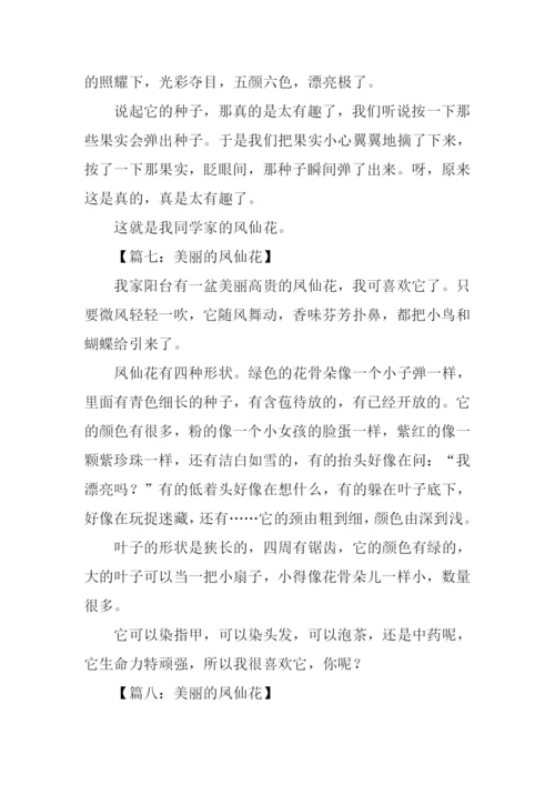 美丽的凤仙花作文200字.docx
