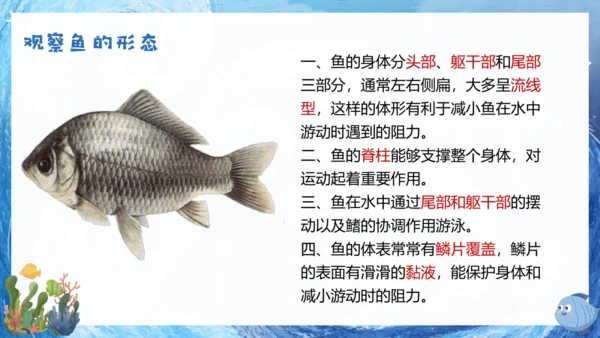人教版生物七年级上册2.2.2《脊椎动物》课件(共22张PPT)+视频素材