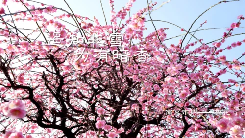 南京介绍城市记忆相册通用PPT模板