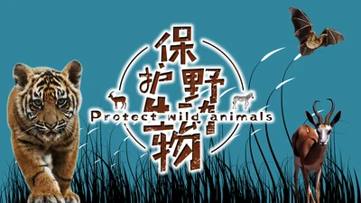 保护野生动物老虎PPT模板