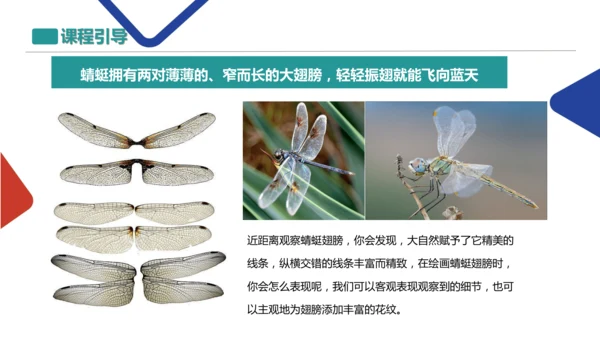 蜻蜓飞飞