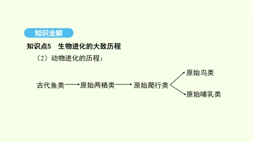 7.3.2生物进化的历程课件-人教版生物八年级下册(共23张PPT)
