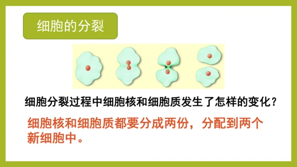 2.2.1细胞通过分裂产生新细胞课件2023--2024学年人教版生物七年级上册(共28张PPT)