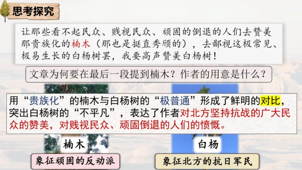 15 白杨礼赞 课件