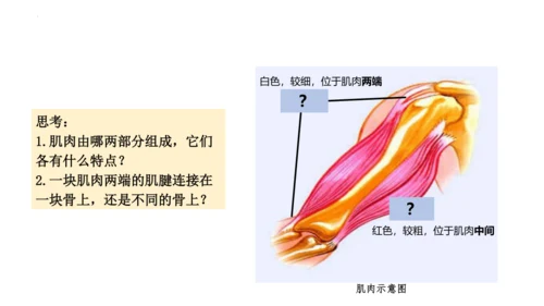 人教版生物八年级上册5.2.1 动物的运动 课件(共34张PPT)+视频素材