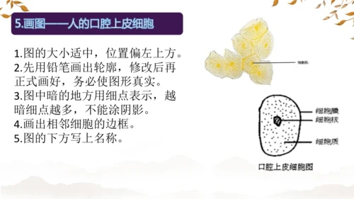 人教版（2024）七年级上册1.2.3动物细胞 课件(共27张PPT)