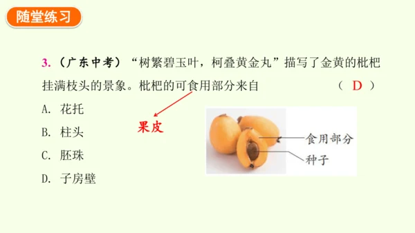 3.1.3开花和结果-七年级生物下学期同步精品课件（2024人教版）(共27张PPT)
