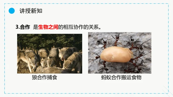 1.2.1生物与环境的关系课件2023--2024学年人教版生物七年级上册(共30张PPT)