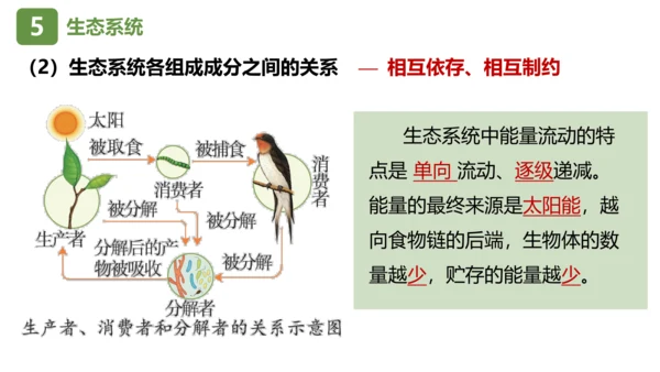 七上第一单元 生物和生物圈复习课件(共26张PPT)