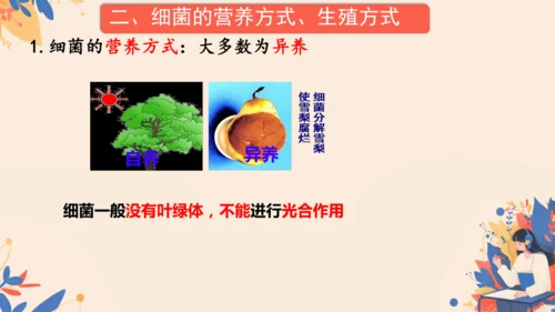 2.3.2细菌课件2024-2025学年人教版生物七年级上册(共18张PPT)