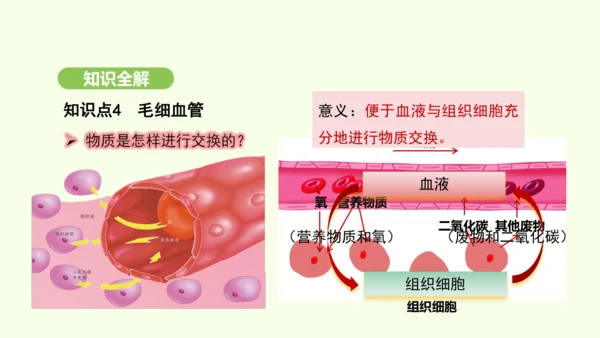 第四单元-第四章-第二节-血流的管道——血管课件-2024-2025学年七年级生物下学期人教版(20