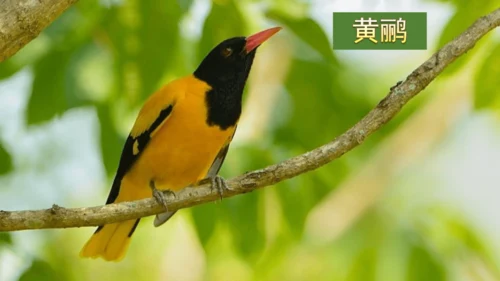 15 《古诗二首》（第二课时）——《绝句》-二年级下册统编版