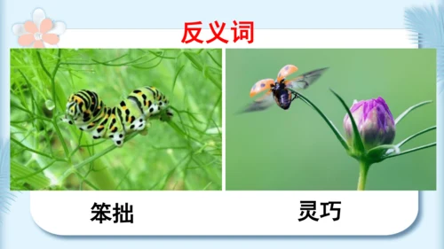 22.小毛虫（第二课时）教学课件