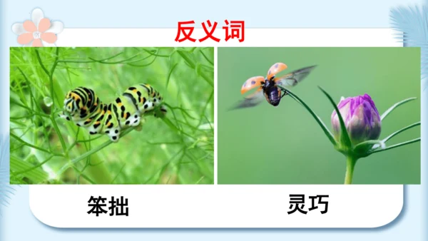 22.小毛虫（第二课时）教学课件