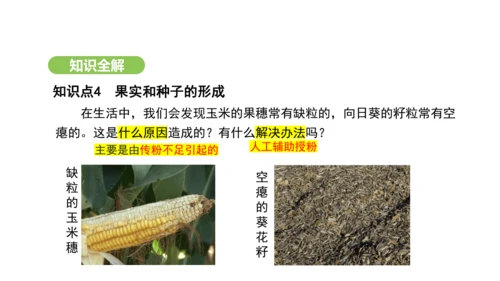 第三单元-第一章-第三节-开花和结果课件-2024-2025学年七年级生物下学期人教版(2024)(