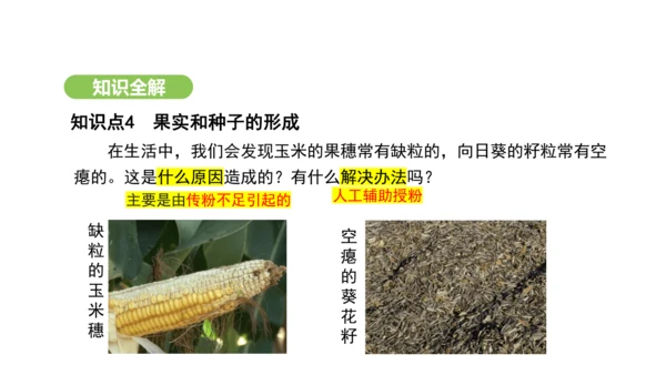 第三单元-第一章-第三节-开花和结果课件-2024-2025学年七年级生物下学期人教版(2024)(