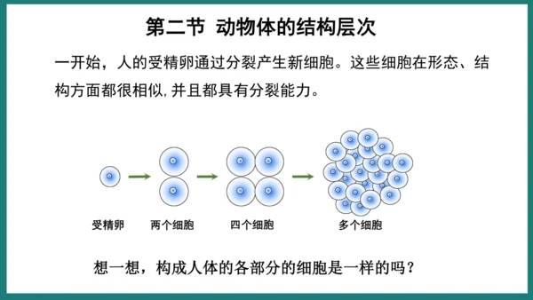 第一单元第三章从细胞到生物体（复习课件）-七年级生物上册同步教学精制课件（人教版2024）(共44张
