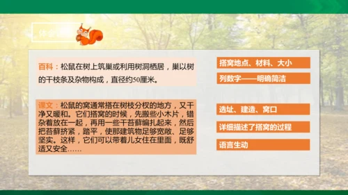 17 松鼠 第二课时课件