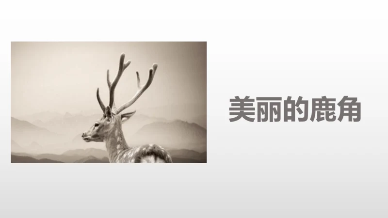 2美丽的鹿角  课件