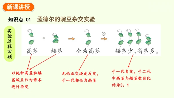 7.2.3基因的显性和隐性-八年级生物人教版下学期同步精品课件(共36张PPT)