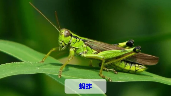第4课《昆虫备忘录》（教学课件）