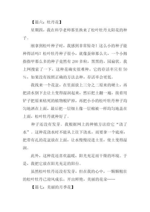 关于花的作文350字.docx