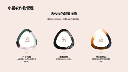 小暑与农业影响