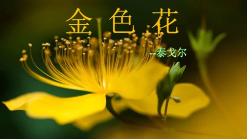 7 散文诗二首 金色花 课件