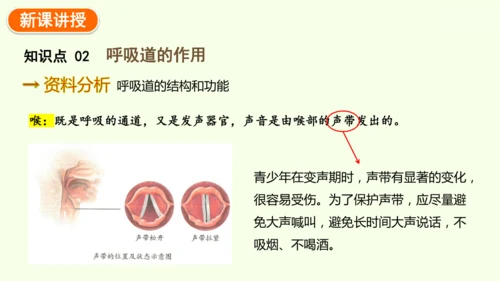 4.3.1 呼吸道对空气的处理-七年级生物下学期同步精品课件（2024人教版）(共26张PPT)