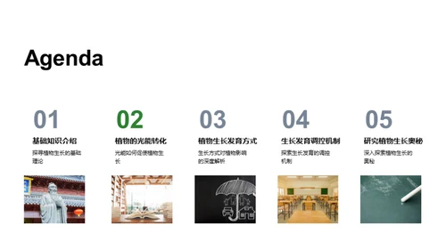 植物生长的秘密