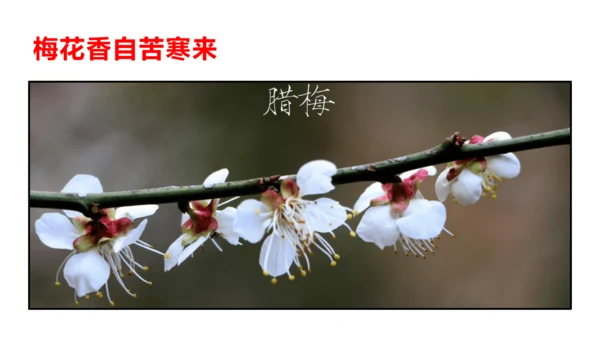 八年级下册第六单元课外古诗词诵读 卜算子.咏梅 课件(共23张PPT)