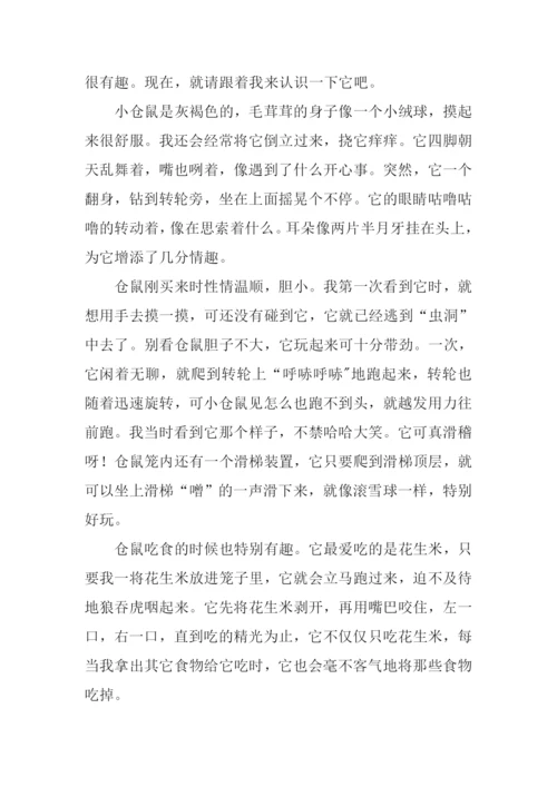写小仓鼠的作文.docx