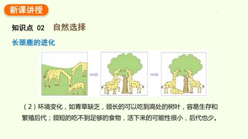 7.3.3生物进化的原因-八年级生物人教版下学期同步精品课件(共44张PPT)