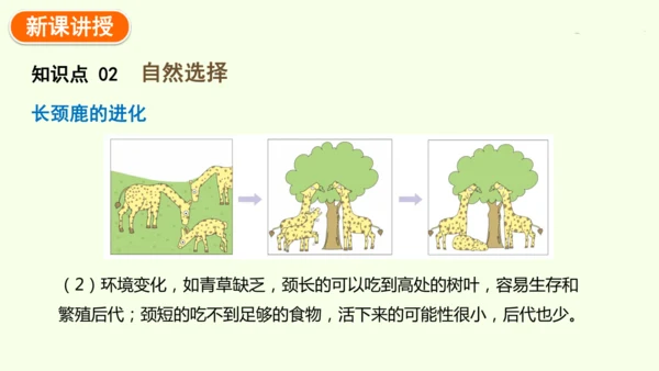 7.3.3生物进化的原因-八年级生物人教版下学期同步精品课件(共44张PPT)