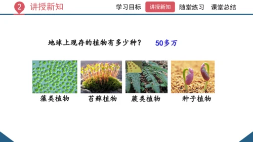 3.1.1 藻类、苔藓和蕨类植物课件 2023--2024学年人教版生物七年级上册(共26张PPT)