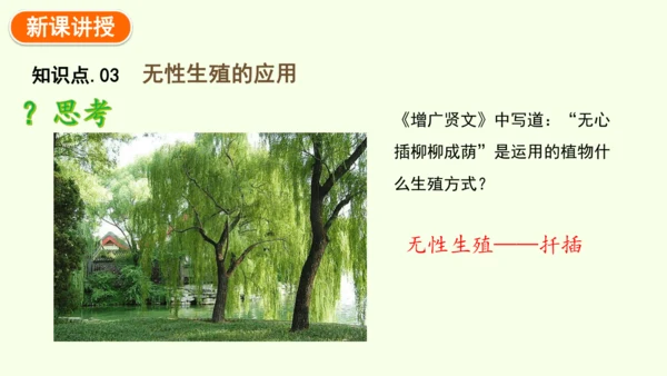 7.1.1植物的生殖-八年级生物人教版下学期同步精品课件(共33张PPT)
