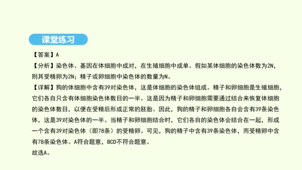 7.2.2基因在亲子代间的传递课件-人教版生物八年级下册(共29张PPT)