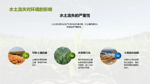 绿色农业：玉米种植新篇章