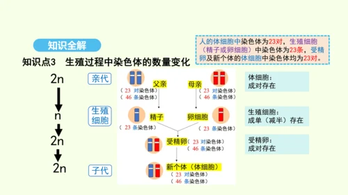 7.2.2基因在亲子代间的传递课件-人教版生物八年级下册(共29张PPT)