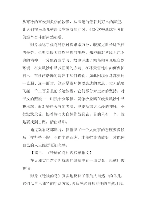 迁徙的鸟观后感300字.docx