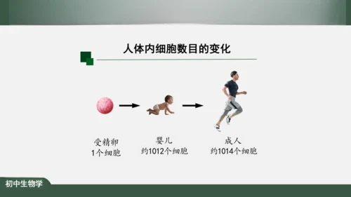 2.2.1 细胞通过分裂产生新细胞 课件（共22张PPT）