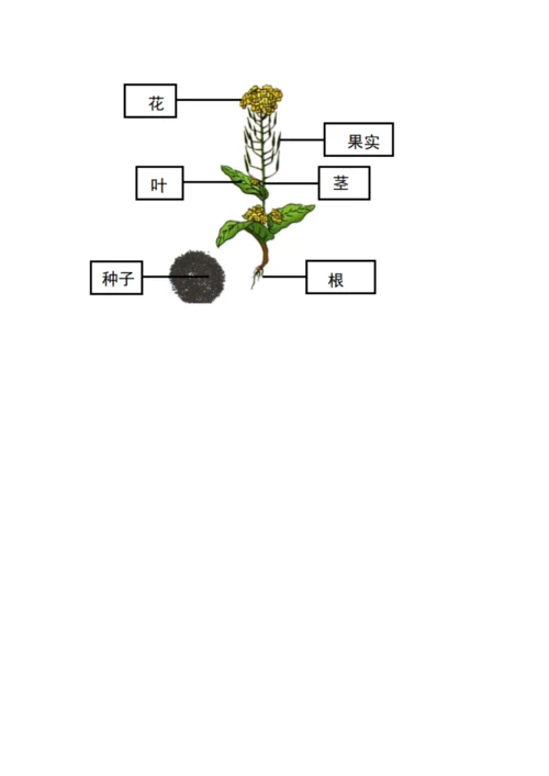 教科版科学四年级下册第一单元《植物的生长变化》测试卷含答案.docx