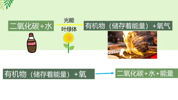 3.5.2 绿色植物的呼吸作用-2023-2024学年七年级生物上册优质课件（人教版）(共18张PP