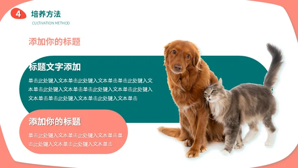 宠物店猫狗饲养心得经验分享通用PPT模板
