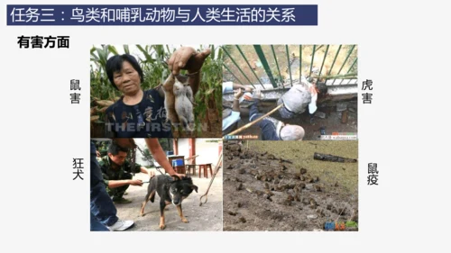 人教版生物七年级上册2.2.2《脊椎动物（三）鸟和哺乳动物》教学课件(共32张PPT)+视频素材