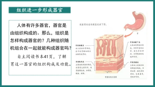 第一单元第三章从细胞到生物体（复习课件）-七年级生物上册同步教学精制课件（人教版2024）(共44张