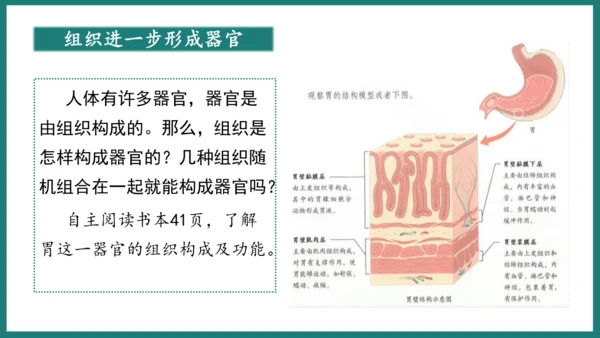 第一单元第三章从细胞到生物体（复习课件）-七年级生物上册同步教学精制课件（人教版2024）(共44张