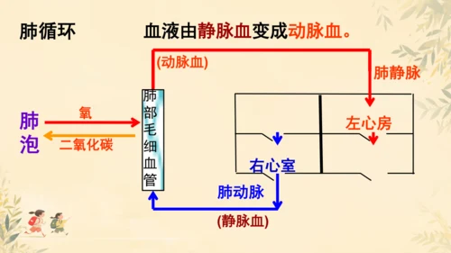 初中生物学>人教版（新课程标准）七年级下册4.4.3 输送血液的泵──心脏课件(共23张PPT)